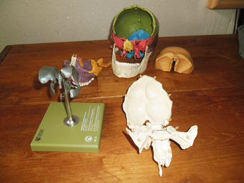 Craniotherapie Craniotherapie