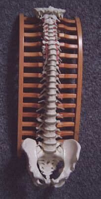 wervelkolom1.jpg